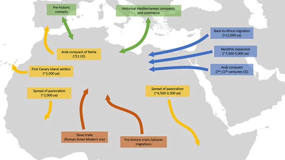 Population history of North Africa based on modern and ancient genomes